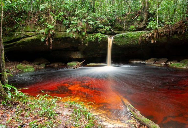 Trilha do Parque Nacional do Jaú (AM) - Aventuras ao Ar Livre